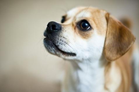 梦见猎犬是什么意思 梦见猎犬预示着什么