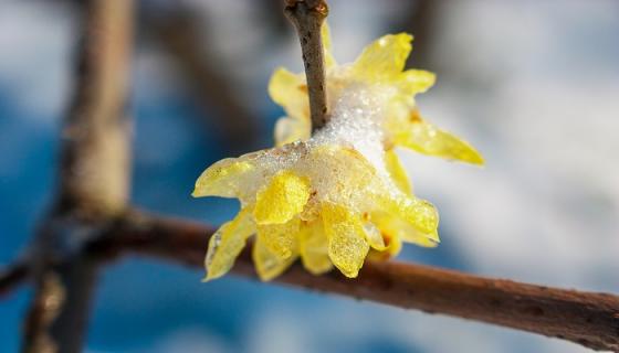 梦见雪中开花是什么意思 梦见雪中开花有什么预兆