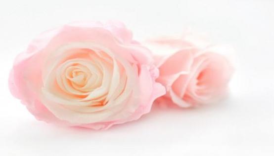 梦见玫瑰花是什么意思 梦见玫瑰花有什么预兆