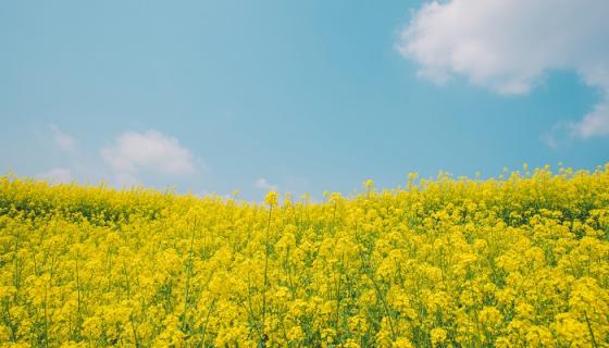 梦见油菜花是什么意思 梦见油菜花有什么预兆