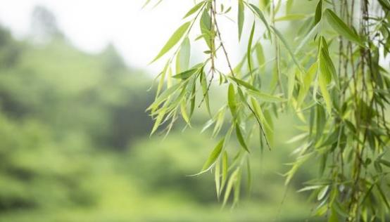 梦见柳树是什么意思 梦见柳树有什么预兆