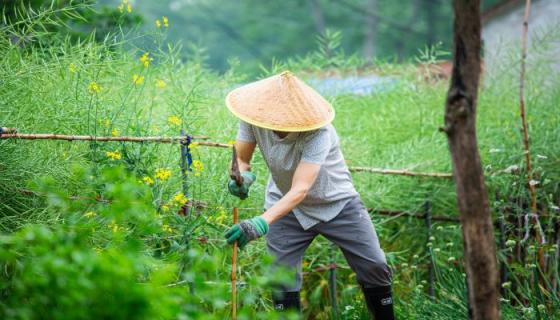 梦见种菜是什么意思 梦见种菜有什么预兆