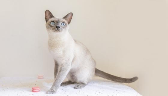 梦见一只猫缠着自己