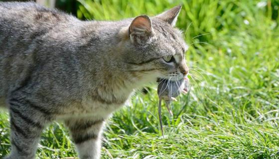 梦见猫逮老鼠并咬死