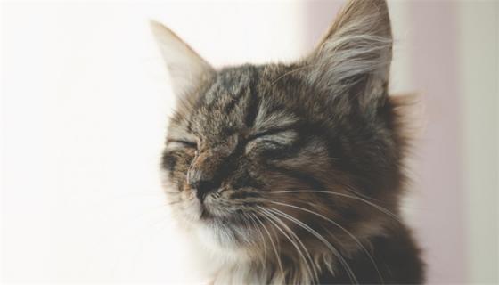 梦见被猫抓伤了手