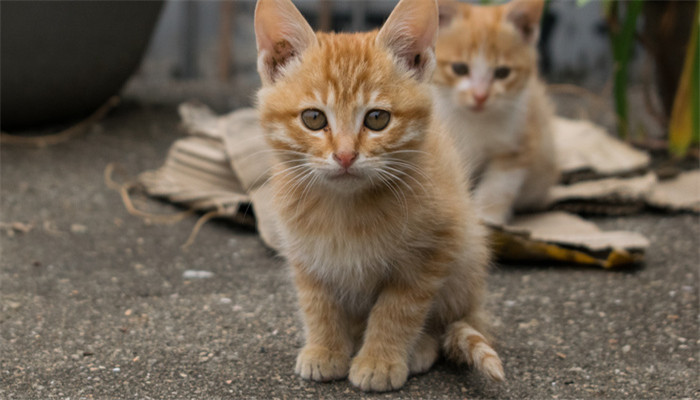 梦见小猫扑到身上是什么