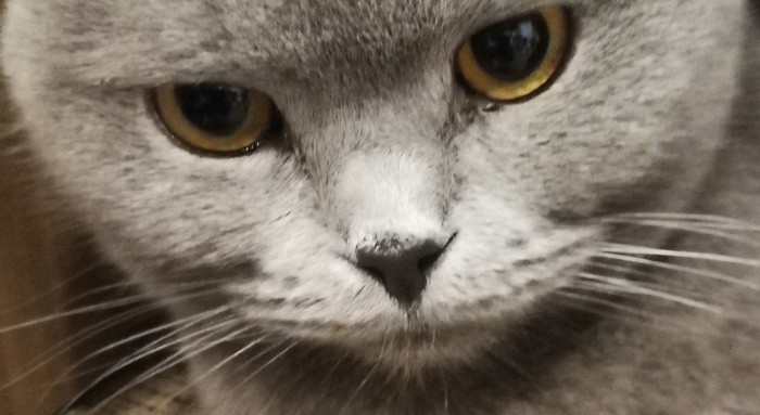 梦到狗和猫是什么意思
