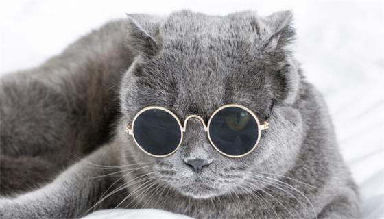 梦见自己被猫咬了手是什么兆头