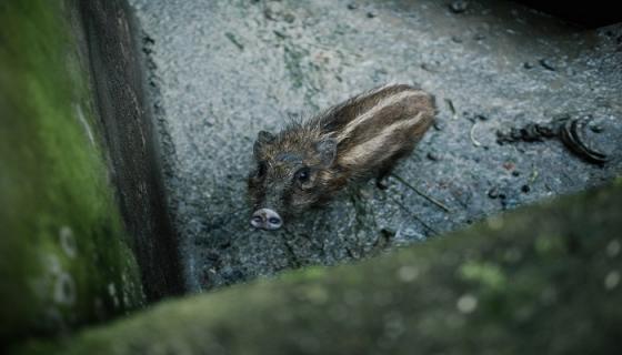 梦见野猪追我