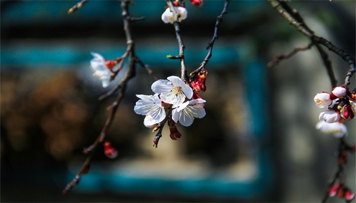 女人梦见树上开满白花