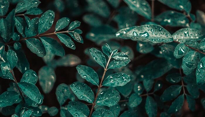 女人梦见下大雨是什么预兆