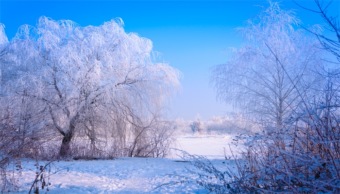 梦见雪花飘是什么征兆