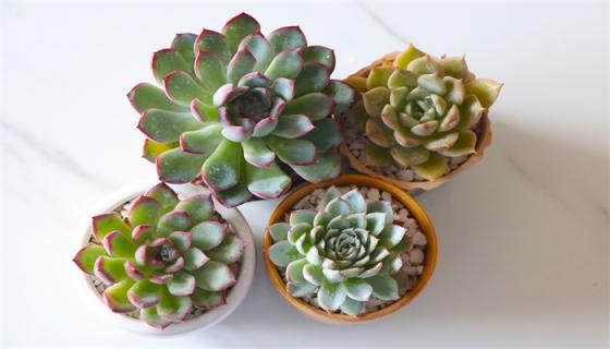 梦见满屋子放满了绿植盆栽