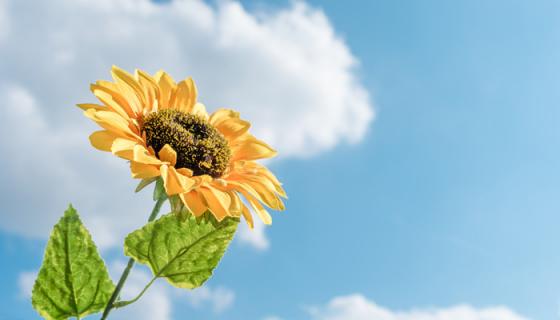 女人梦见几朵向日葵花