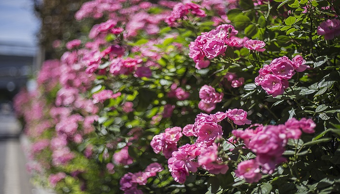 梦见花开了很漂亮是什么征兆