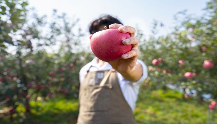 已婚女人梦见吃苹果什么意思