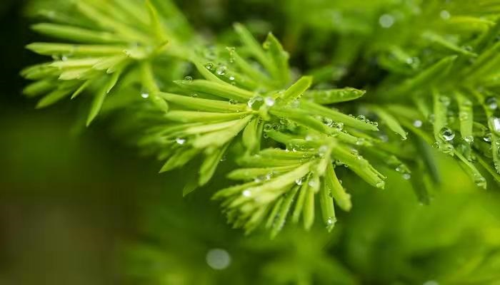 梦见被大雨淋湿什么意思 梦见被大雨淋湿什么预兆