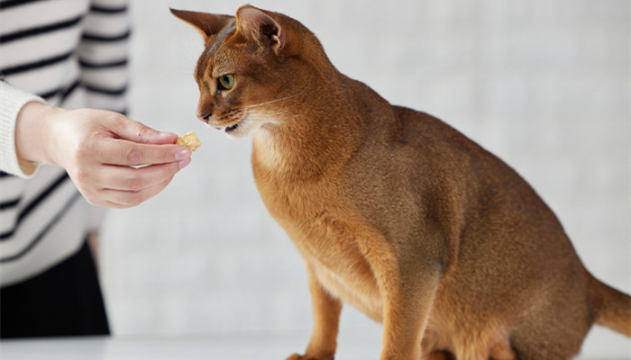 做梦梦到被猫抓伤是什么意思