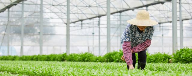 女人梦见自己挖土种菜