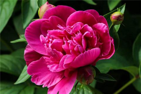 梦到芍药花是什么意思