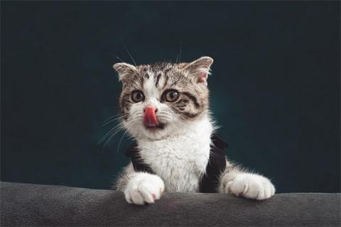梦到猫子预示什么