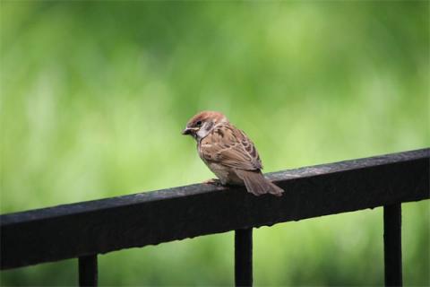 梦见鸟死是啥意思