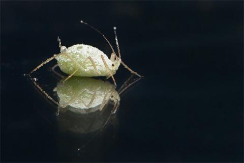 梦见生虱子怎么回事
