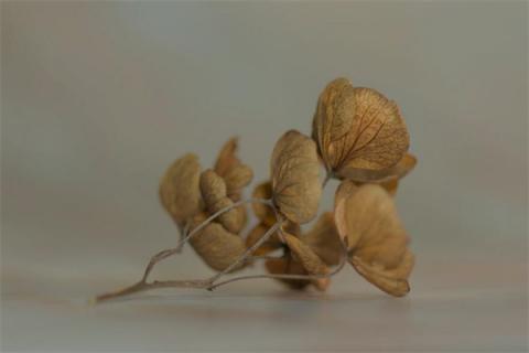 梦见干花是什么启示