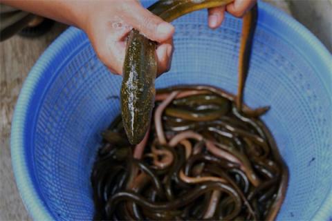 梦到了吃黄鳝是什么预兆