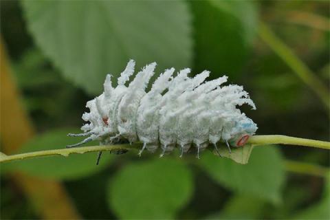 梦到了小白虫意味什么