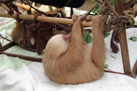 梦到树懒意味着什么