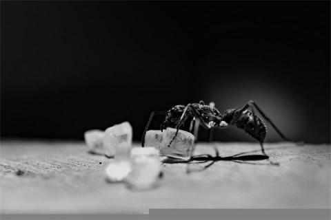 梦见白蚂蚁意味着什么