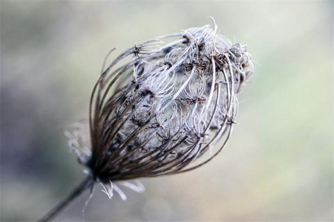 梦到了花种子是好是坏