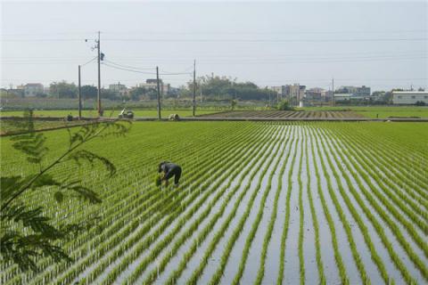 梦见插田是什么预兆？