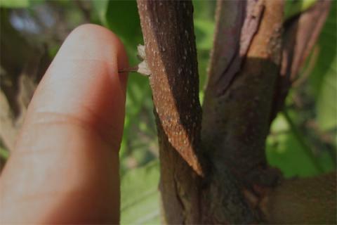 梦到了手扎刺的预兆