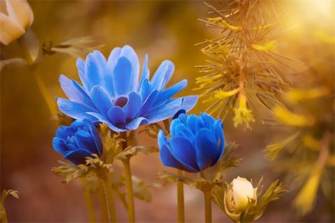 梦到花香是什么预兆