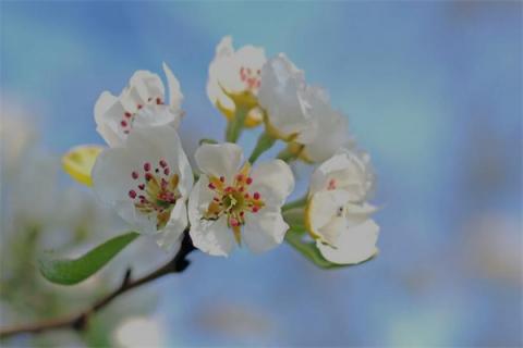 梦到了苹果花代表着什么