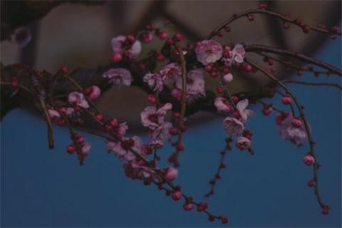 梦到腊梅预示了什么
