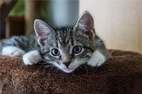 梦见猫生子是咋回事