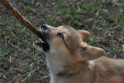 梦见狗被咬是不是好的征兆呢