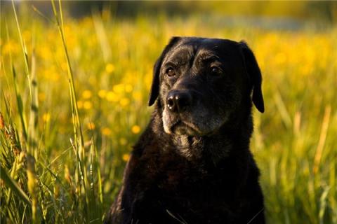 梦见黑犬是不是好的征兆呢