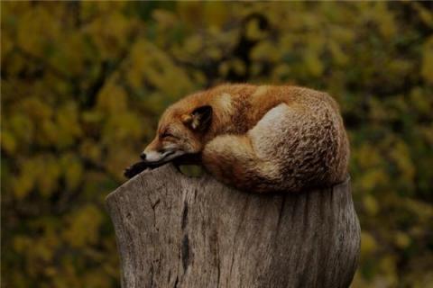 梦到動物是什么预兆