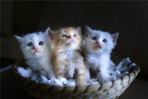 梦到了猫吃鱼有什么含义