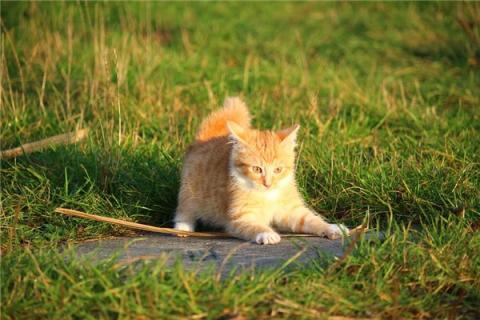 梦到被猫追咬是什么兆头