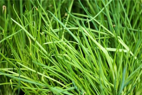 梦到了菲菜什么预兆