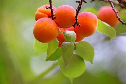 梦见红杏意味着什么