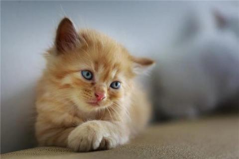 梦见猫哭有什么预示吗