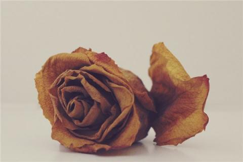 梦见花枯萎了会是什么预兆