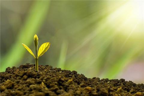 梦到植物死了什么预兆