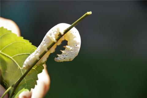 梦到了蚕虫是怎么回事
